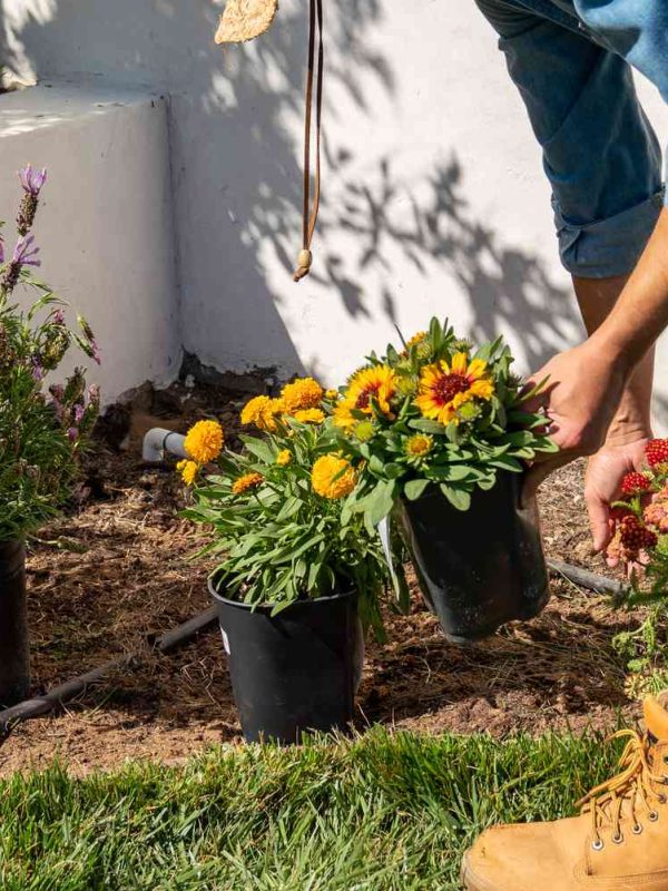 FLOWER BEDS