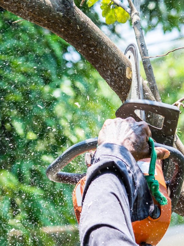 tree-trimming